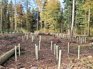 Eichenfläche im Gebiet Ebni