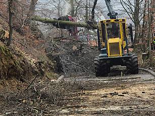 Sicherheitsholzerei - Steinenbühlstrasse