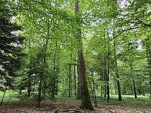 von Gross bis klein - der Dauerwald, unsere Bewirtschaftungsprinzip