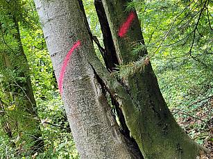 wenn Bäume zur Gefahr werden - Lierehölzli ob Kindergarten